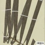 Bactris acanthocarpoides Folla