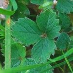 Potentilla sterilis ഇല