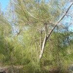 Casuarina glauca Alkat (teljes növény)