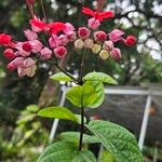 Clerodendrum umbellatum Flower