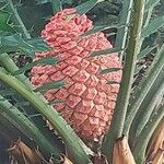 Encephalartos ferox Fruitua