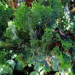 Chamaecyparis obtusa Hoja