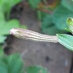 Silene schafta Flower