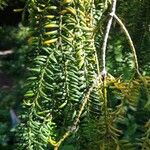 Torreya nucifera 叶