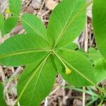 Euphorbia carniolica Folha