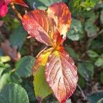 Weigela florida Leaf