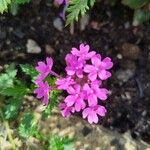 Verbena canadensis Blomst