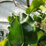 Nepenthes truncata برگ