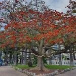Erythrina caffra Hoja