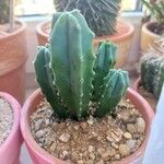 Myrtillocactus geometrizans 叶