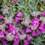 Teucrium marum Habit