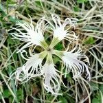 Dianthus superbusKvet