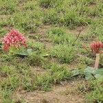 Ammocharis tinneana Λουλούδι