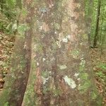 Licaria chrysophylla 樹皮