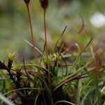 Juncus duthiei Habitat