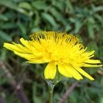 Sonchus tenerrimus Flower