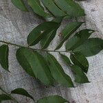 Pterocarpus soyauxii Levél