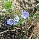 Hepatica nobilis Flower