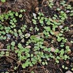 Dichondra micrantha Habit