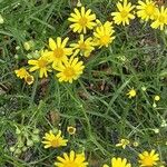 Senecio squalidus Likasa