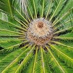 Cycas revolutaLeaf