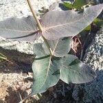 Asclepias cordifolia Foglia