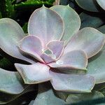 Echeveria gibbiflora 葉