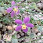 Spergula purpurea Квітка