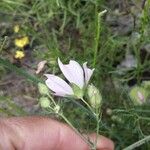 Malva tournefortiana Flower