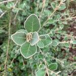 Correa alba Leaf