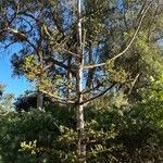 Araucaria cunninghamii Hábitos