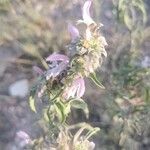 Monarda pectinata Virág