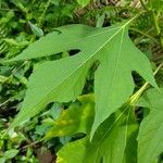 Tithonia diversifolia Leaf