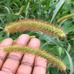 Setaria sphacelata Cvet