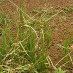 Cyperus blepharoleptos आदत