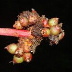 Psychotria densinervia Fruit