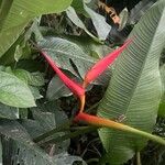 Heliconia latispatha 花