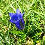 Gentiana pneumonanthe Habit