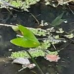 Sagittaria sagittifolia Leht