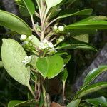 Ilex costaricensis موطن