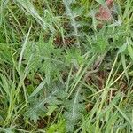 Cirsium vulgareLeaf