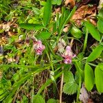 Lathyrus linifolius 葉