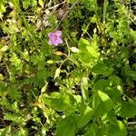 Erodium botrys Квітка