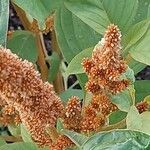 Amaranthus cruentus Λουλούδι