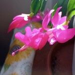Schlumbergera truncata Flower