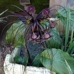 Tacca chantrieri Floare