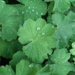 Alchemilla mollis Liść