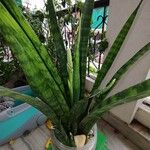 Dracaena hyacinthoides List