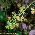 Saxifraga mutata Drugo