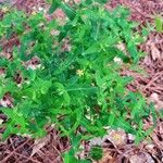 Hypericum mutilum Leaf